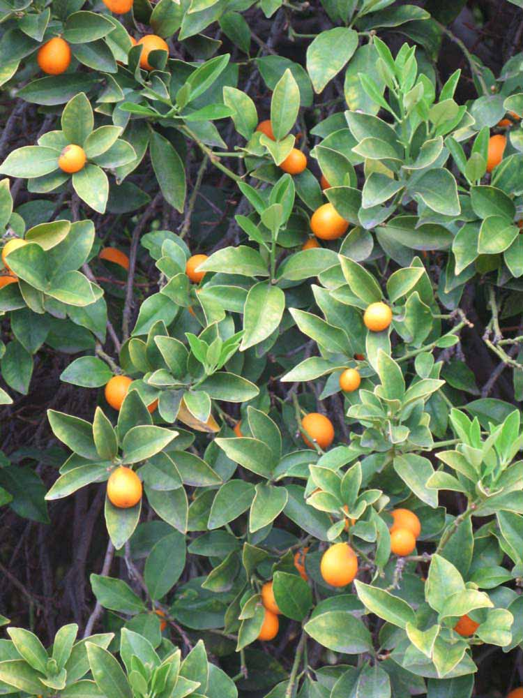            Fruit (Riverside, CA)   